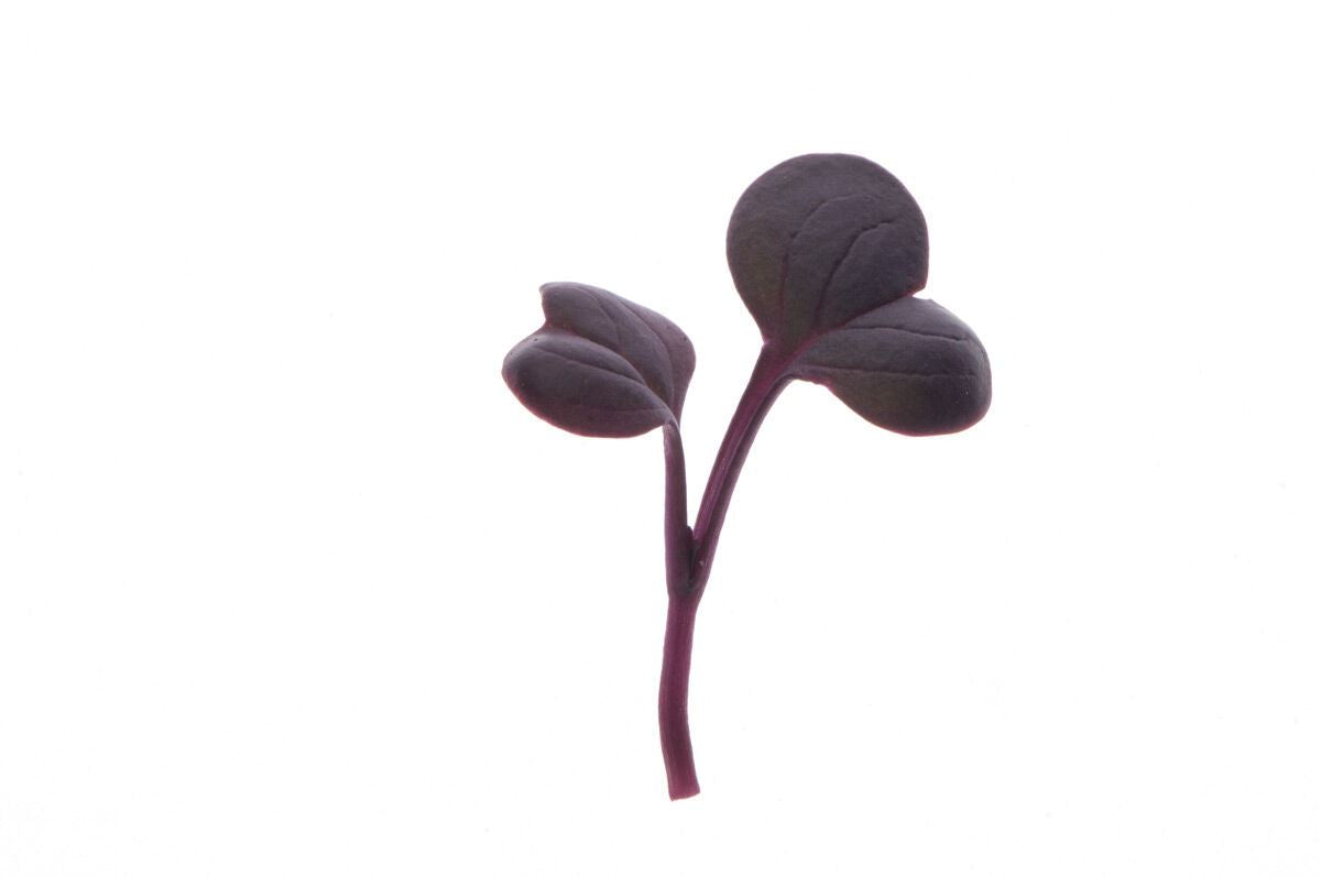 Radish, Red Rambo – Organic Microgreen